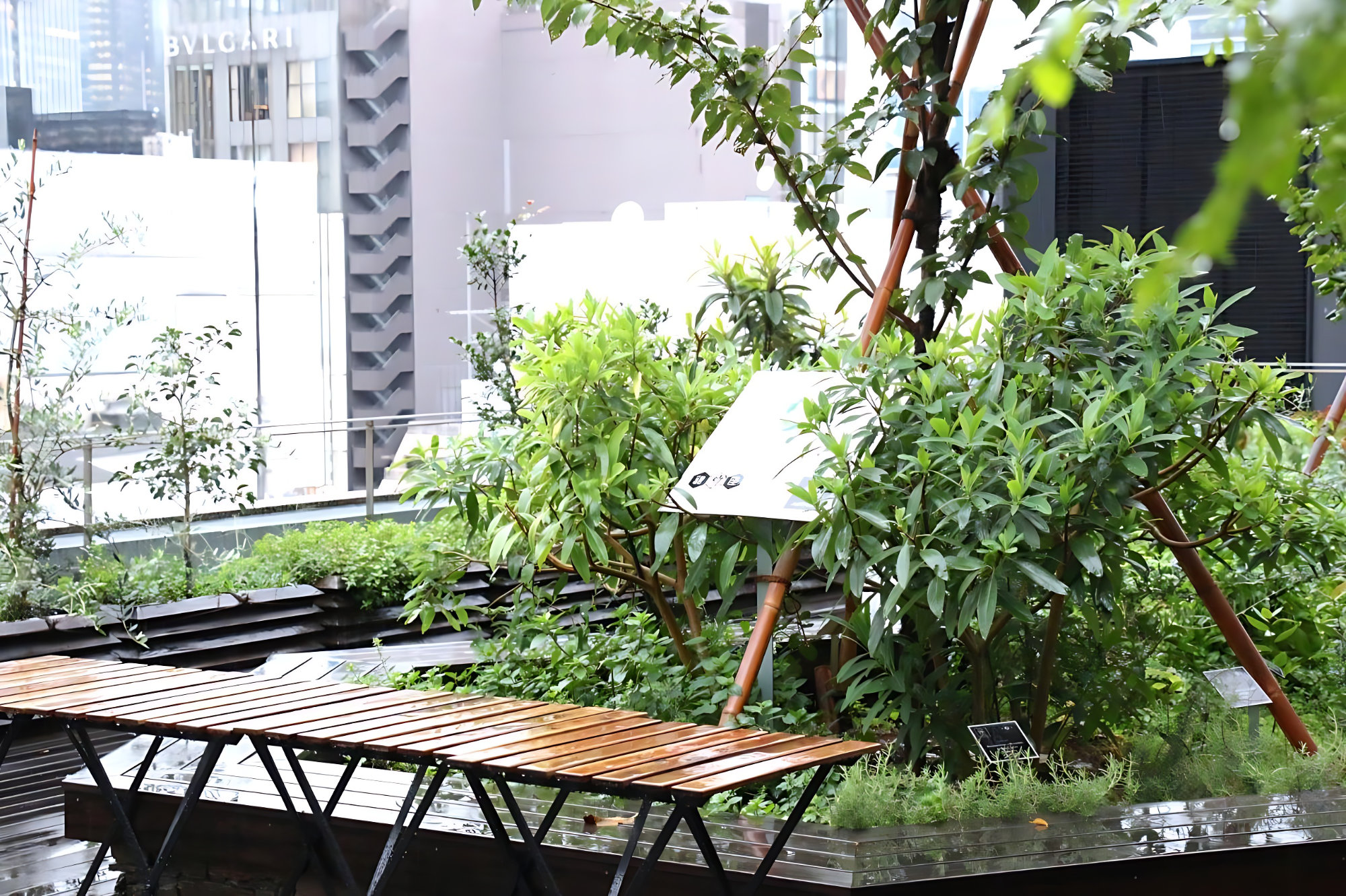 銀座みつばちプロジェクト